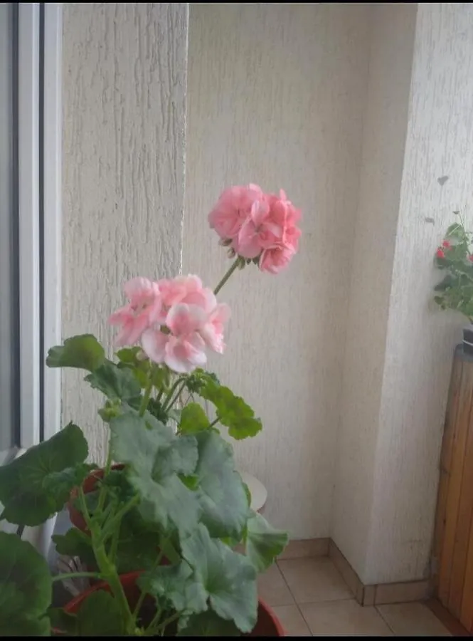 New Apartment Новобудова Стрийська Наукова Автовокзал Гашека Ашан Кінг-Крос Епіцентр Lviv 0*,